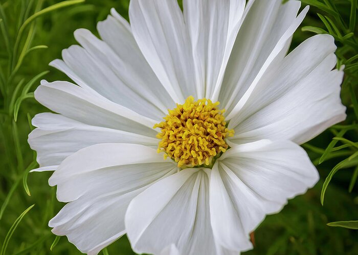 Flowers Greeting Card featuring the photograph White Cosmos by Catherine Avilez