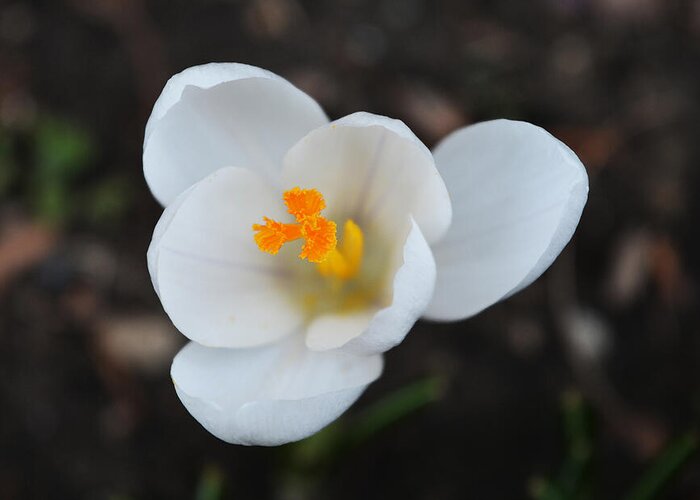 Crocus Greeting Card featuring the photograph White Crocus - 2015 by Richard Andrews