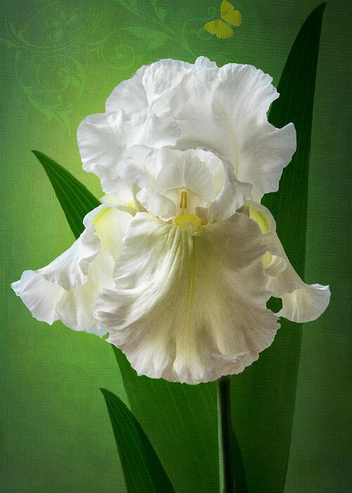 White Iris Greeting Card featuring the photograph White Crown by Marina Kojukhova