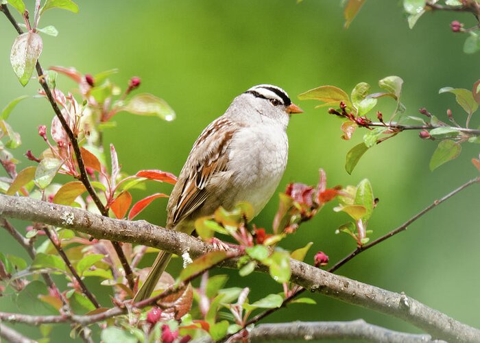 White-crowned Sparrow Greeting Card featuring the photograph White-crowned Sparrow by Kristin Hatt