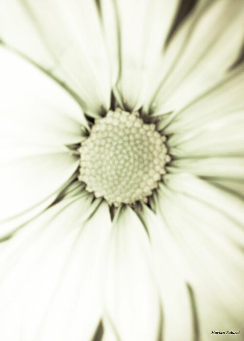 Daisy Greeting Card featuring the photograph White Daisy Beauty by Marian Lonzetta