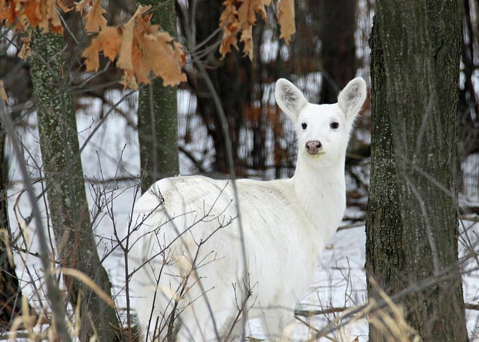 White Greeting Card featuring the photograph White Deer Vistor by Brook Burling