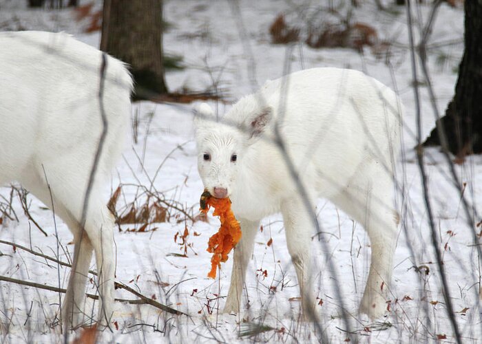 White Greeting Card featuring the photograph White Deer With Squash 5 by Brook Burling