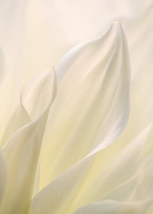 Flora Greeting Card featuring the photograph White Delicacy by Mary Jo Allen
