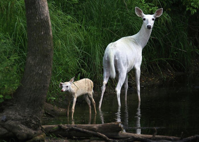 Deer Greeting Card featuring the photograph White Doe and Fawn wading in Creek 4 by Brook Burling