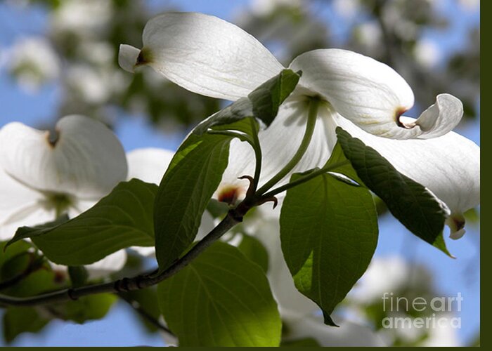 White Greeting Card featuring the photograph White Dogwood by Kathleen Gauthier