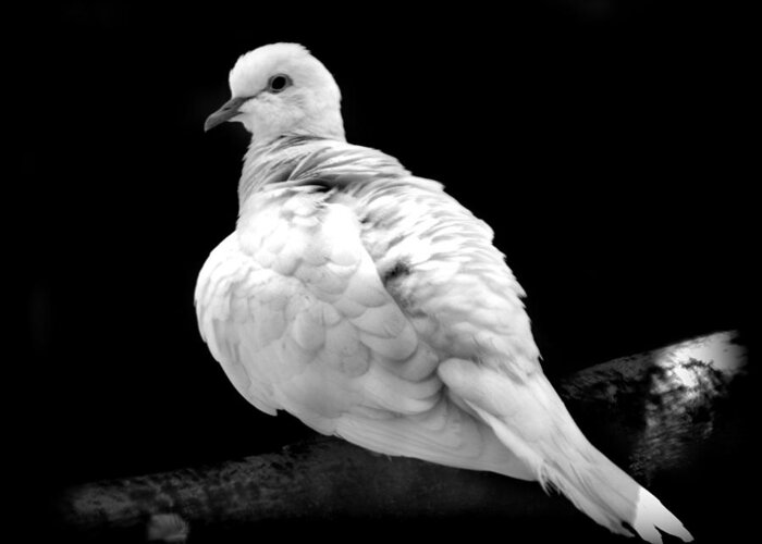 Dove Greeting Card featuring the photograph White Dove by Nathan Abbott