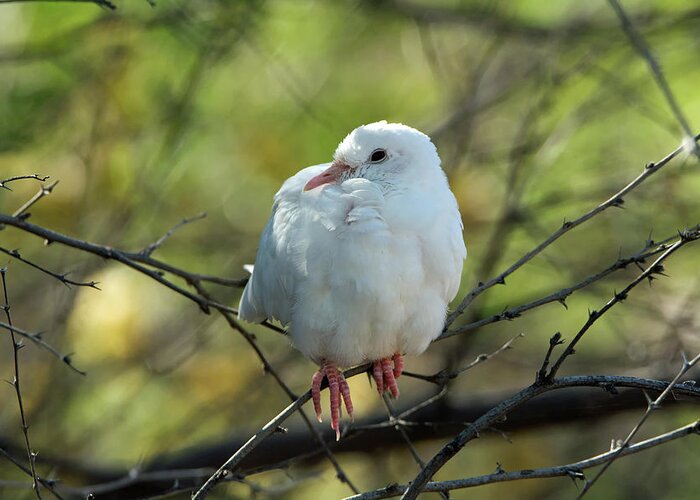 Dove Greeting Card featuring the photograph White Dove by Tam Ryan