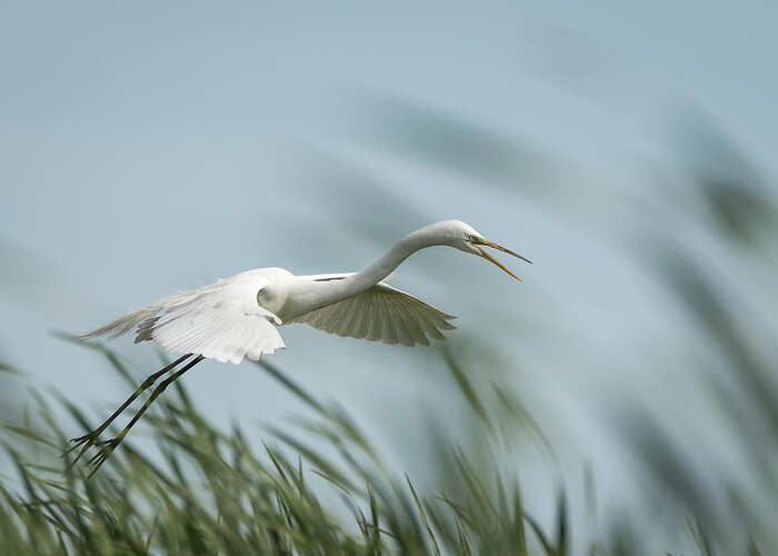 Great Egret Greeting Card featuring the photograph White Egret 2016-2 by Thomas Young