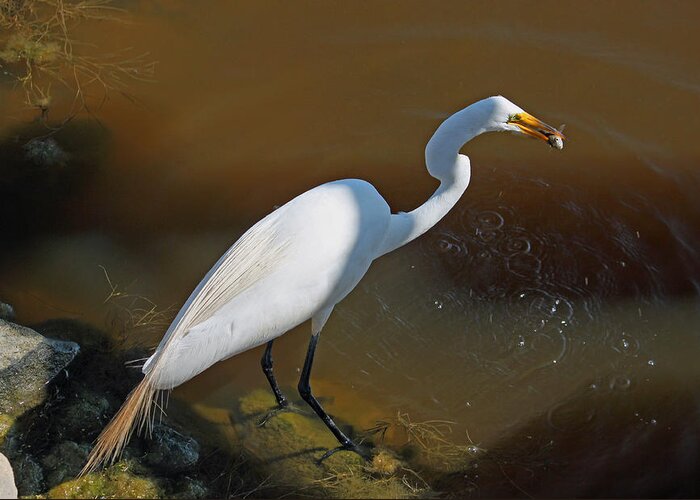 Photograph Greeting Card featuring the photograph White Egret Fishing for Midday Meal by Suzanne Gaff