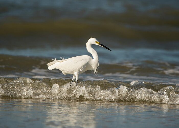 White Greeting Card featuring the photograph White Egret Wading on the Shoreline by Artful Imagery
