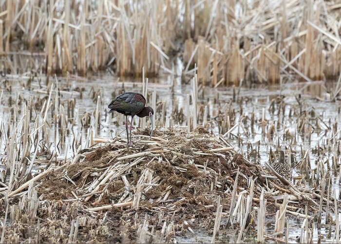 White-faced Ibis (plegadis Chihi) Greeting Card featuring the photograph White-faced Ibis 2017-2 by Thomas Young