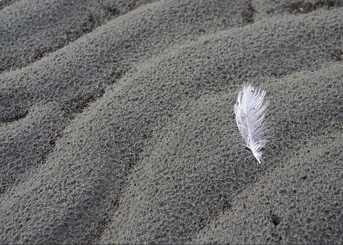 Feather Greeting Card featuring the photograph White Feather by Marilyn Wilson