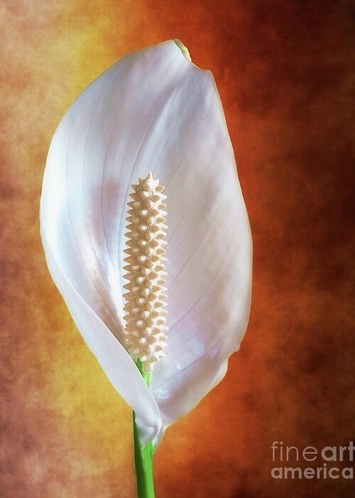 Beautiful Greeting Card featuring the photograph White Flower by Jim Hatch
