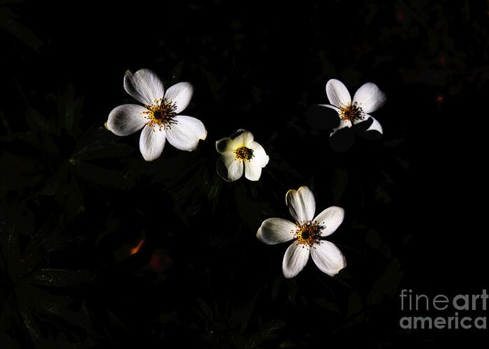 White Greeting Card featuring the photograph White flowers black background by David Frederick
