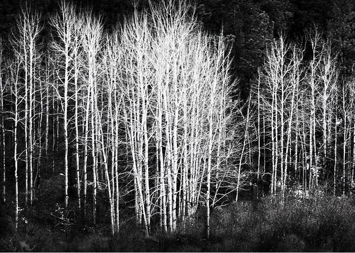 Trees Greeting Card featuring the photograph White Forest Night by Nadalyn Larsen
