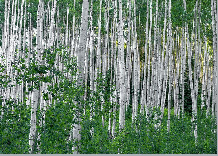 Aspen Greeting Card featuring the photograph White Forest by Tim Reaves
