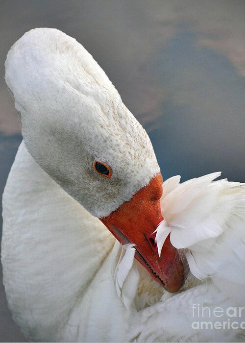  White Goose Greeting Card featuring the photograph White Goose by Savannah Gibbs