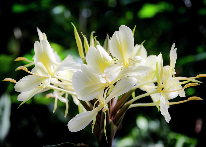 Flowers Greeting Card featuring the photograph White Hawaiian Flowers by Daniel Murphy