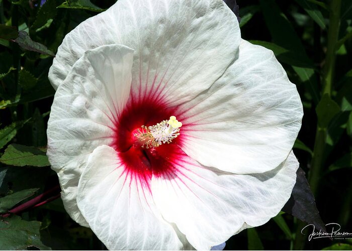 Hibiscus Greeting Card featuring the photograph White Hibiscus by Jackson Pearson