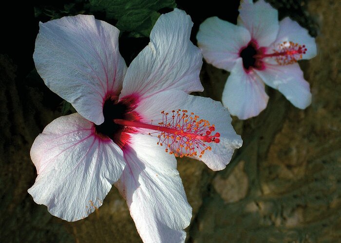 White Greeting Card featuring the photograph White Hibiscus Pair by William Bitman