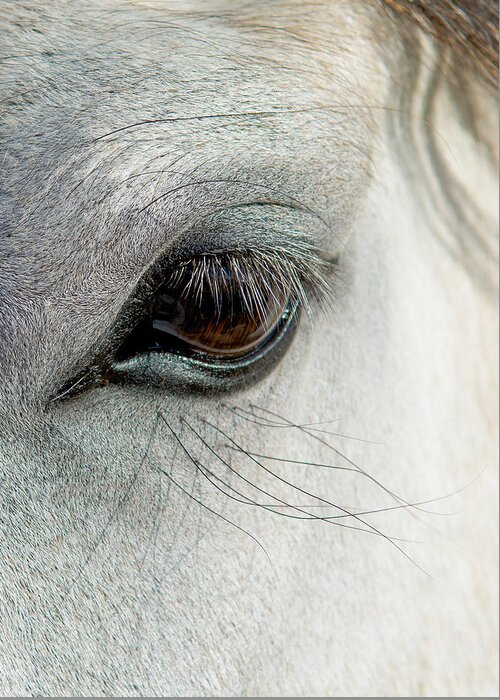 Horse Greeting Card featuring the photograph White Horse Eye by Andreas Berthold