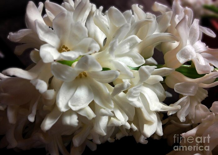 White Hyacinth Greeting Card featuring the photograph White Hyacinth by Jasna Dragun