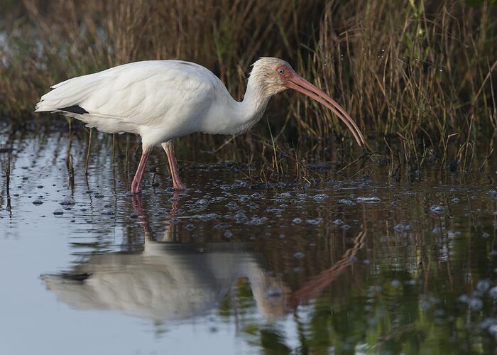 American Greeting Card featuring the photograph White Ibis feeding by David Watkins