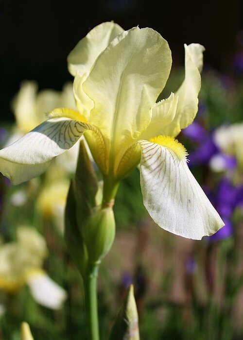 Flora Greeting Card featuring the photograph White Iris 2 by Bruce Bley