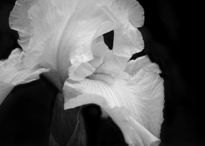 Monochrome Greeting Card featuring the photograph White Iris by Cheryl Day
