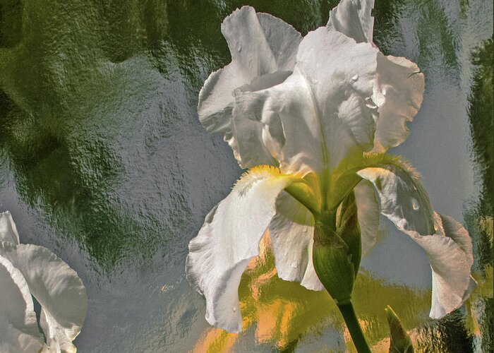 Iris Greeting Card featuring the photograph White Iris by Don Spenner