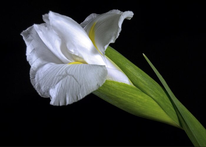 Irs Greeting Card featuring the photograph White Iris II by Elsa Santoro