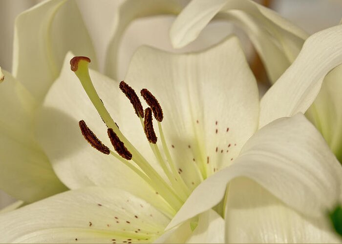 Lily Greeting Card featuring the photograph White Lily 3 by Elena Perelman