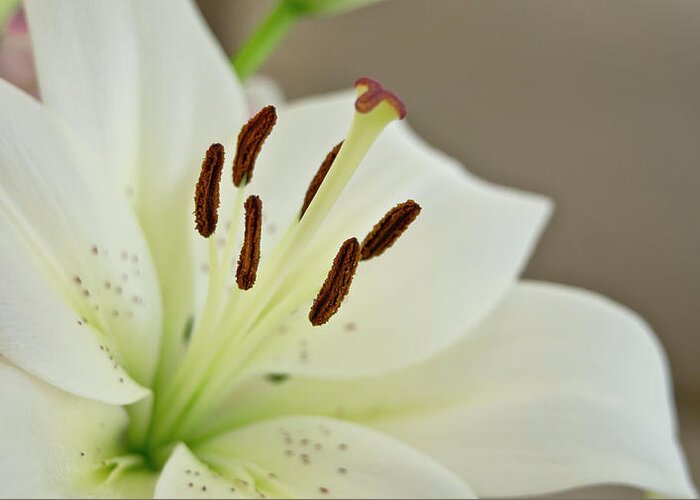 Trinity Greeting Card featuring the photograph White Lily 4 by Elena Perelman