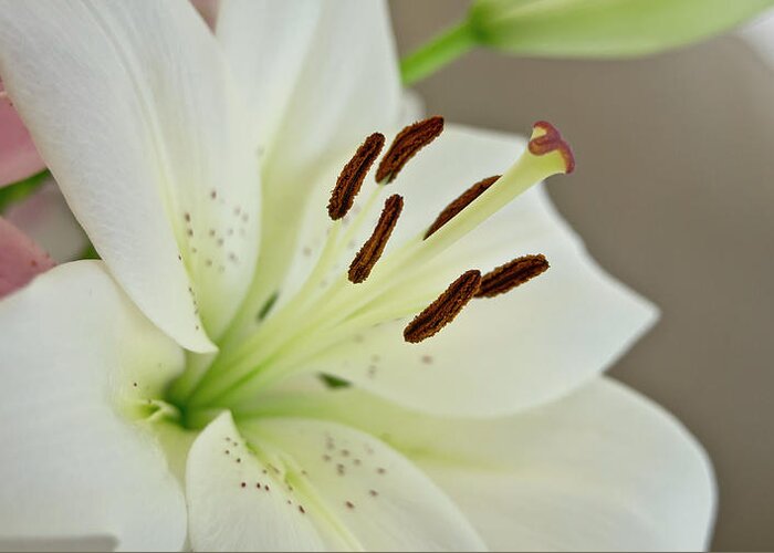 Humility Greeting Card featuring the photograph White Lily 5 by Elena Perelman