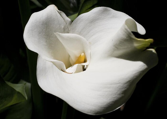 Granger Photography Greeting Card featuring the photograph White Lily by Brad Granger