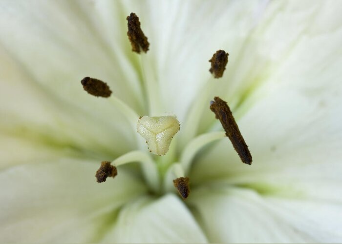 Flower Greeting Card featuring the photograph White Lily in Macro by Cheryl Day