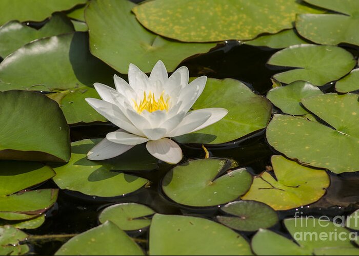 Lilypads Greeting Card featuring the photograph White Lotus Flower by JT Lewis