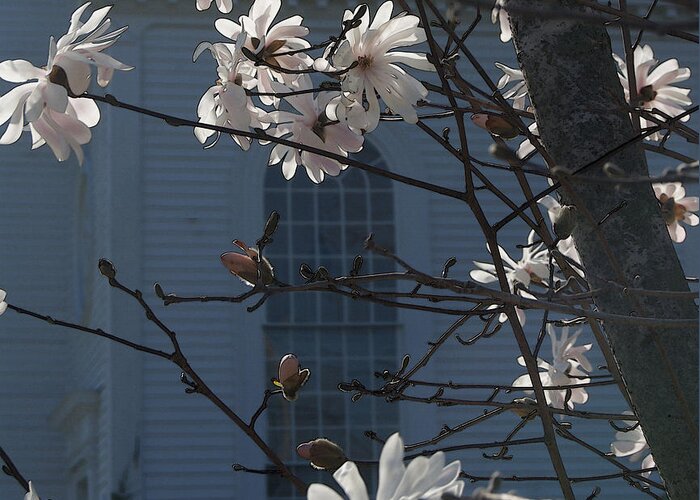 Magnolia Greeting Card featuring the photograph White Magnolia with Church Window by Margie Avellino
