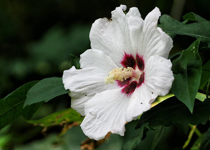 Flower Greeting Card featuring the photograph White Hibiscus by William Selander