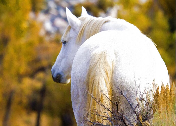 Horses Greeting Card featuring the photograph White Mustang Mare by Waterdancer 