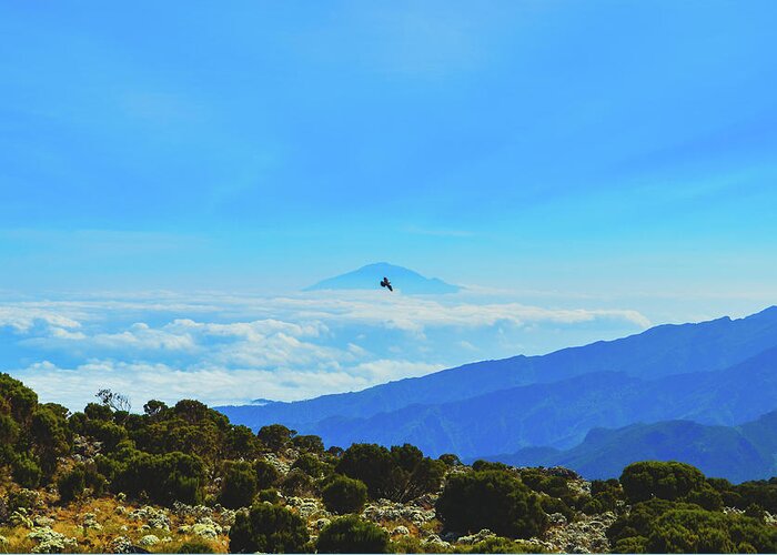 Africa Greeting Card featuring the photograph White-Necked Raven Soaring Above Mount Kilimanjaro with Mount Meru by Jeff at JSJ Photography