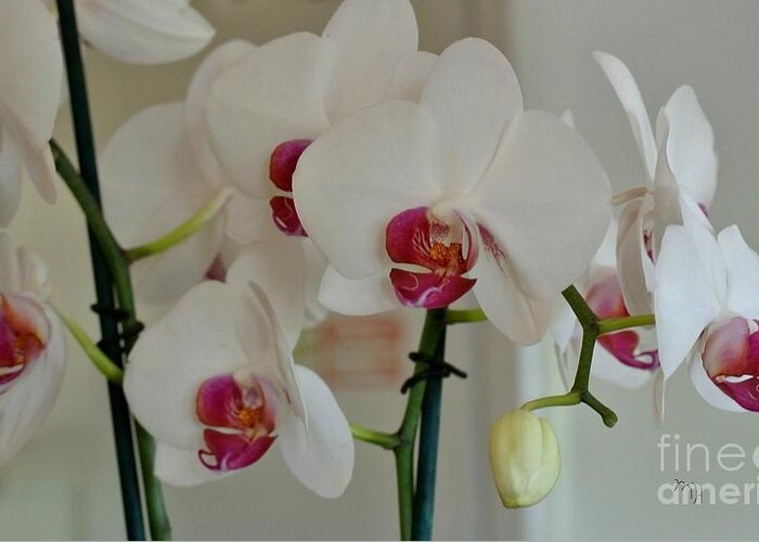 Photo Greeting Card featuring the photograph White Orchid Mothers Day by Marsha Heiken