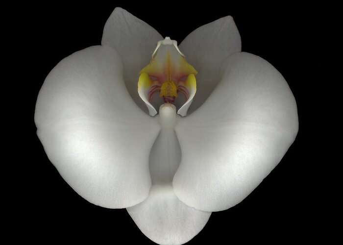  Greeting Card featuring the photograph White Orchid on Black by Heather Kirk