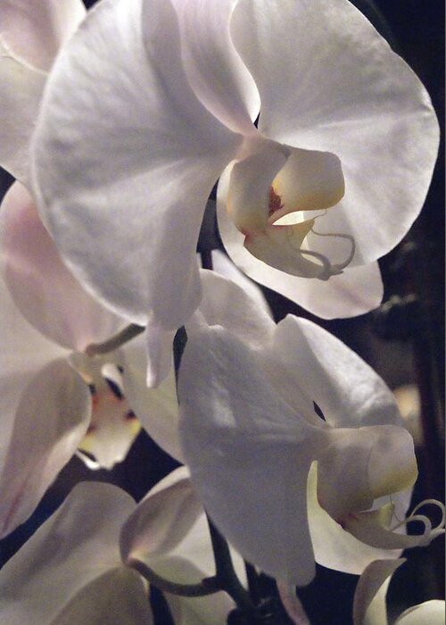 Orchid Greeting Card featuring the photograph White Orchid Portrait by Margie Avellino