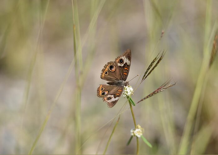 Butterfly Greeting Card featuring the photograph Buckeye Butterfly Resting On White Flowers - Horizontal by Artful Imagery