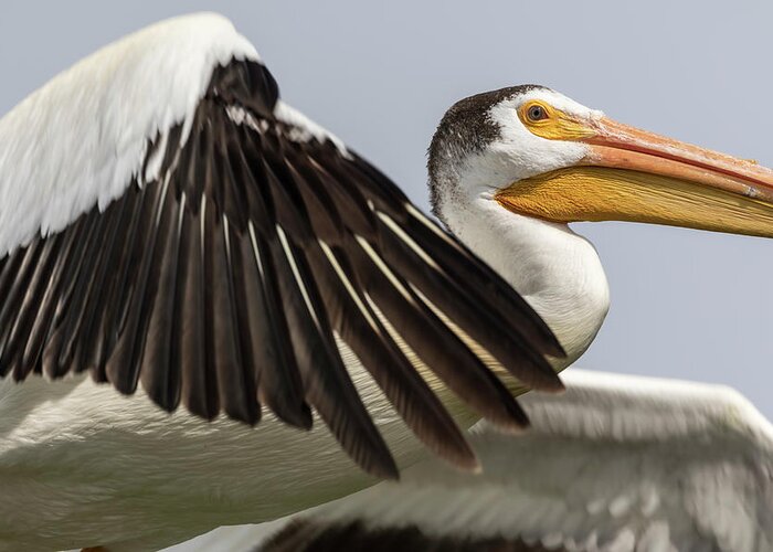 American White Pelican Greeting Card featuring the photograph White Pelican 2016-3 by Thomas Young