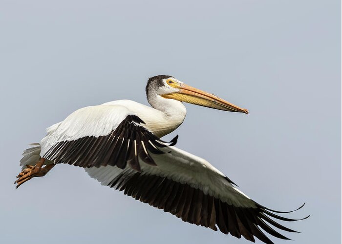 American White Pelican Greeting Card featuring the photograph White Pelican 2016-4 by Thomas Young