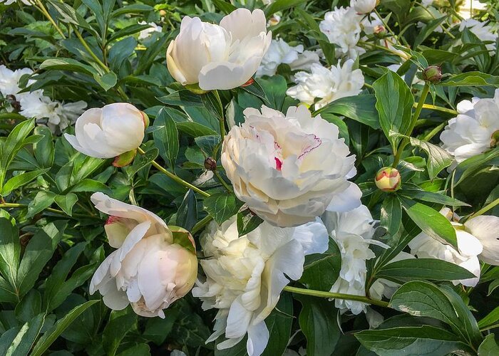 White Peonies Greeting Card featuring the photograph White Peonies in North Carolina by Chris Berrier