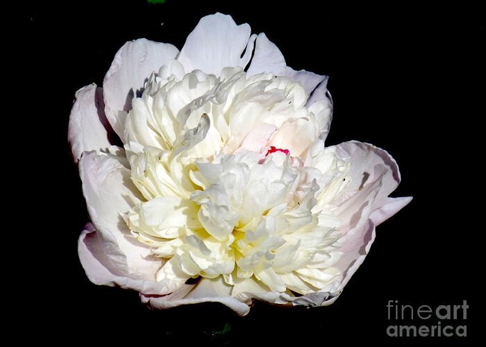 Photograph Greeting Card featuring the photograph White Peony II by Delynn Addams